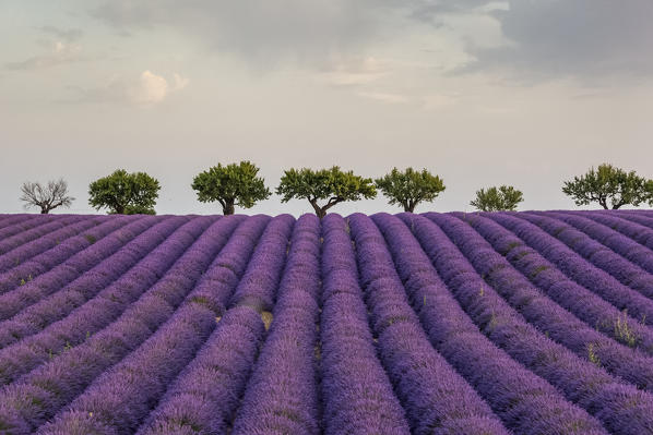 Lavender raws and trees. Plateau de Valensole, Alpes-de-Haute-Provence, Provence-Alpes-Côte d'Azur, France, Europe.