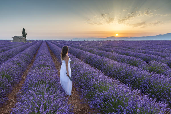 Woman at dawn in a lavender field. Plateau de Valensole, Alpes-de-Haute-Provence, Provence-Alpes-Cote d'Azur, France.
