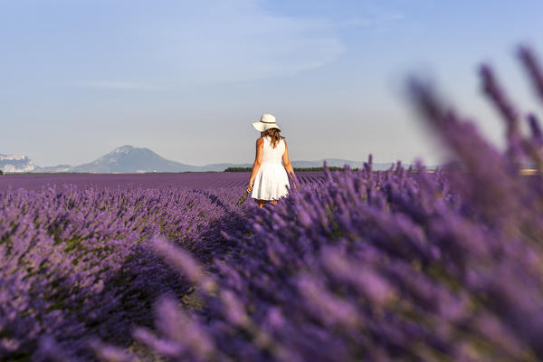 Woman with hat in a lavender field. Plateau de Valensole, Alpes-de-Haute-Provence, Provence-Alpes-Côte d'Azur, France, Europe.