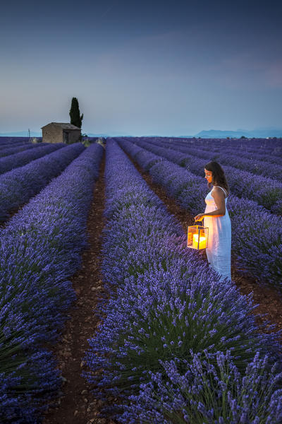 Woman with lantern at dawn in a lavender field. Plateau de Valensole, Alpes-de-Haute-Provence, Provence-Alpes-Côte d'Azur, France, Europe.
