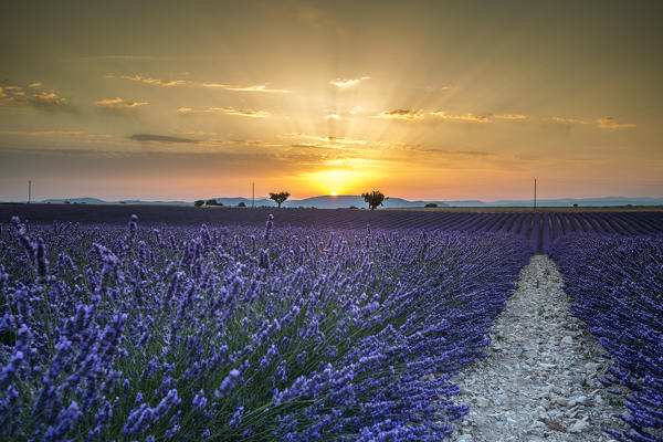 Lavender raws with trees at sunset. Plateau de Valensole, Alpes-de-Haute-Provence, Provence-Alpes-Cote d'Azur, France, Europe.