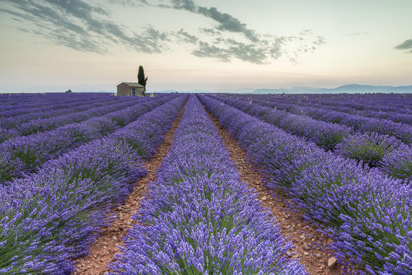 Lavender raws and house. Plateau de Valensole, Alpes-de-Haute-Provence, Provence-Alpes-Cote d'Azur, France, Europe.