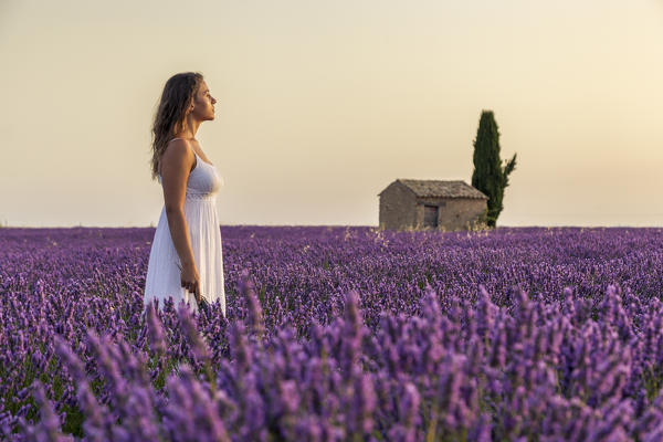 Woman at dawn in a lavender field. Plateau de Valensole, Alpes-de-Haute-Provence, Provence-Alpes-Cote d'Azur, France, Europe.