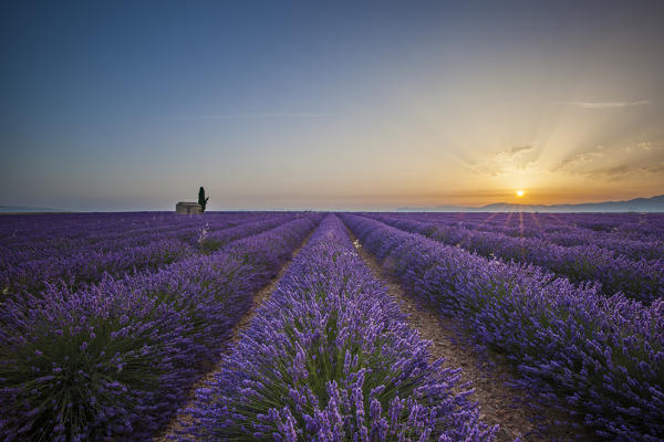 Lavender raws and house at dawn. Plateau de Valensole, Alpes-de-Haute-Provence, Provence-Alpes-Cote d'Azur, France, Europe.