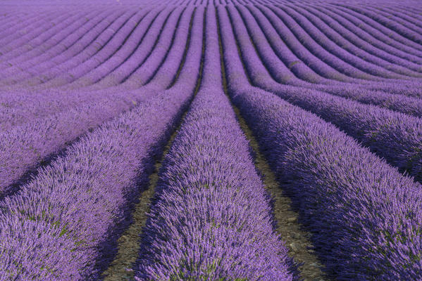 Lavender raws. Plateau de Valensole, Alpes-de-Haute-Provence, Provence-Alpes-Cote d'Azur, France, Europe.