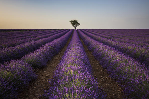 Lone tree in a lavender field. Plateau de Valensole, Alpes-de-Haute-Provence, Provence-Alpes-Cote d'Azur, France, Europe.