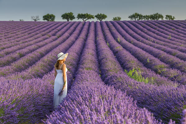 Woman with hat in a lavender field. Plateau de Valensole, Alpes-de-Haute-Provence, Provence-Alpes-Cote d'Azur, France, Europe.