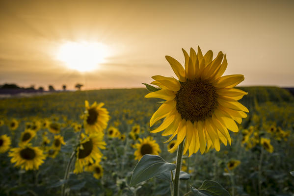 Sunflowers at sunset in Provence. Alpes-de-Haute-Provence, Provence-Alpes-Cote d'Azur, France, Europe.