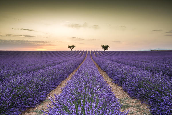 Lavender raws with trees at sunset. Plateau de Valensole, Alpes-de-Haute-Provence, Provence-Alpes-Cote d'Azur, France, Europe.