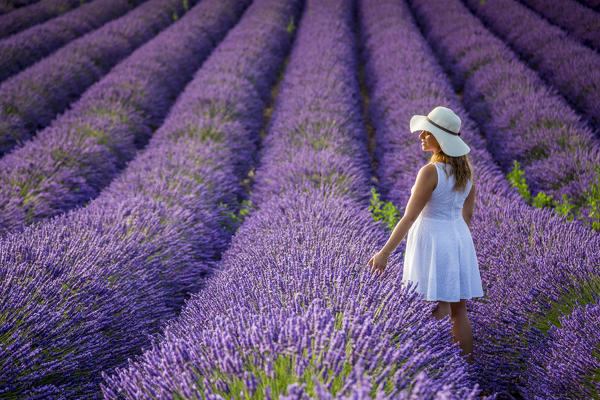 Woman in white in a lavender field. Plateau de Valensole, Alpes-de-Haute-Provence, Provence-Alpes-Cote d'Azur, France, Europe.
