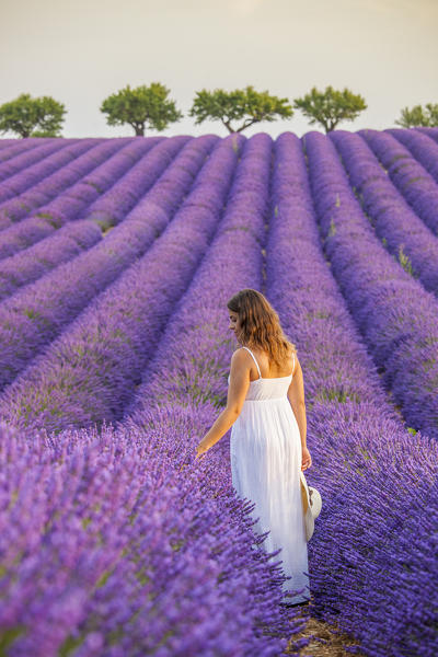 Woman with hat in a lavender field. Plateau de Valensole, Alpes-de-Haute-Provence, Provence-Alpes-Cote d'Azur, France, Europe.