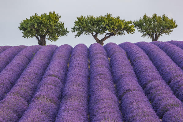 Lavender raws and trees. Plateau de Valensole, Alpes-de-Haute-Provence, Provence-Alpes-Cote d'Azur, France, Europe.