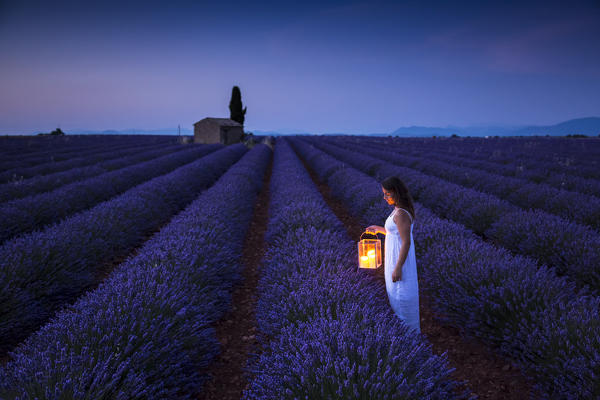 Woman with lantern at dawn in a lavender field. Plateau de Valensole, Alpes-de-Haute-Provence, Provence-Alpes-Cote d'Azur, France, Europe.