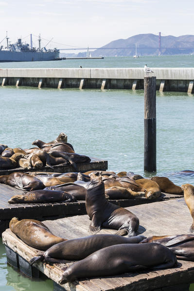 Sea lions at Pier 39. San Francisco, Marin County, California, USA.