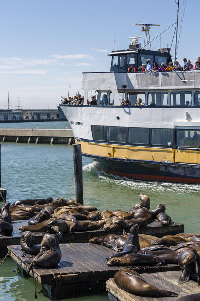 Touristic boat and sea lions at Pier 39. San Francisco, Marin County, California, USA.