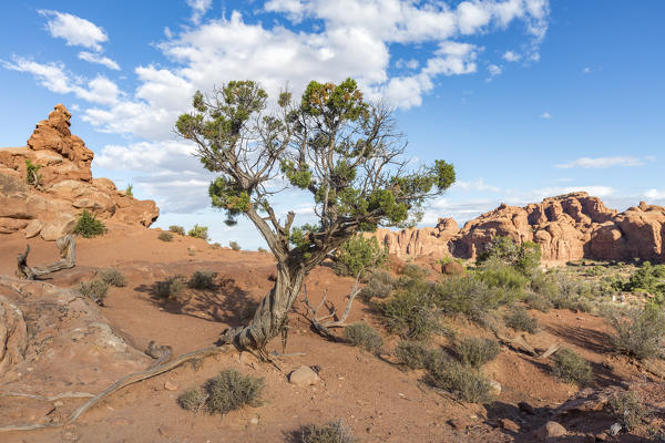 Tree in Arches National Park, Moab, Grand County, Utah, USA.