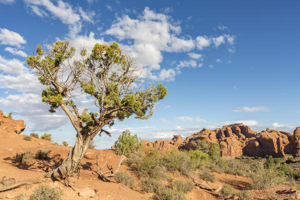 Tree in Arches National Park, Moab, Grand County, Utah, USA.