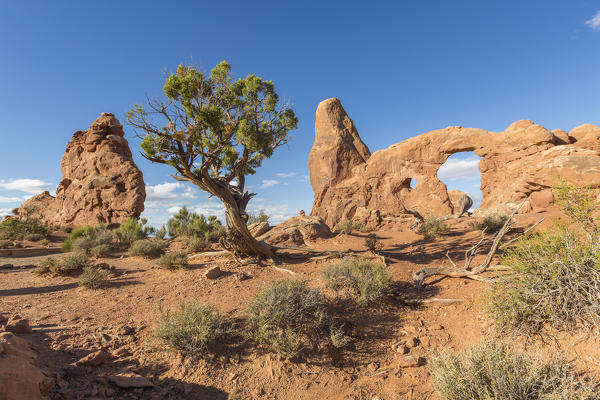 Tree in front of Turret Arch. Arches National Park, Moab, Grand County, Utah, USA.