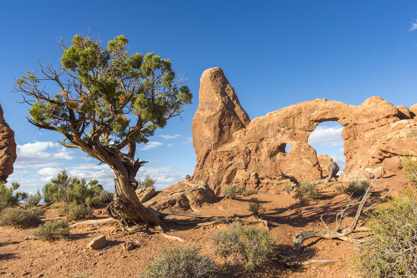 Tree in front of Turret Arch. Arches National Park, Moab, Grand County, Utah, USA.