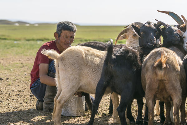 Nomadic man milking his goats. Bayandalai district, South Gobi province, Mongolia.