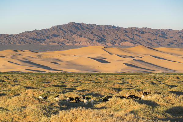 Goats grazing with Khongor sand dunes and mountains in the background in Gobi Gurvan Saikhan National Park. Sevrei district, South Gobi province, Mongolia.