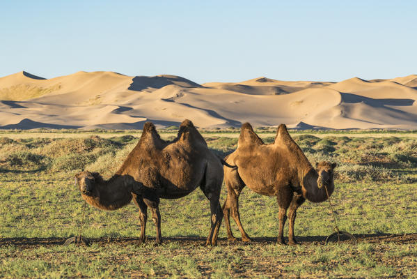 Two camels and sand dunes of Gobi desert in the background. Sevrei district, South Gobi province, Mongolia.