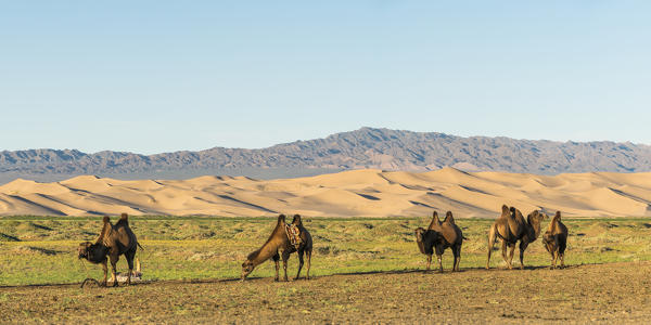 Camels and sand dunes of Gobi desert in the background. Sevrei district, South Gobi province, Mongolia.