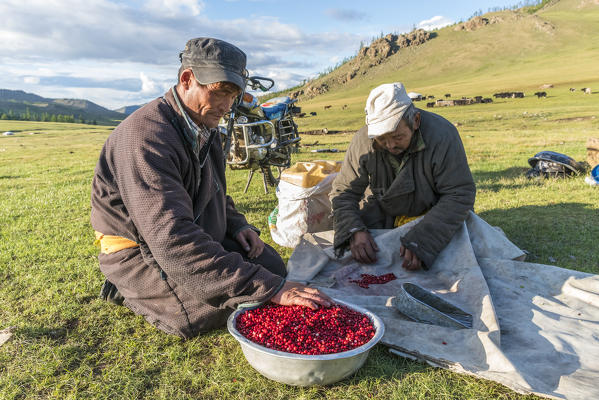 Two nomadic men preparing red berries to sell. Burentogtokh district, Hovsgol province, Mongolia.