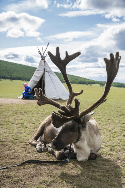 Reindeer and woman from the Reindeer People and tent in the background. Hovsgol province, Mongolia.