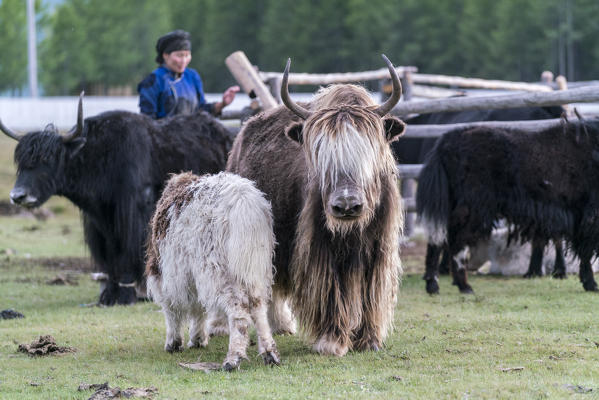 Adult yak and little one. Hovsgol province, Mongolia.