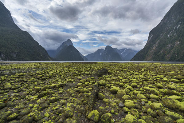 Dead log and green seaweed on the shore with low tide. Milford Sound, Fiordland NP, Southland district, Southland region, South Island, New Zealand.