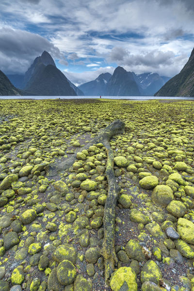 Dead log and green seaweed on the shore with low tide. Milford Sound, Fiordland NP, Southland district, Southland region, South Island, New Zealand.
