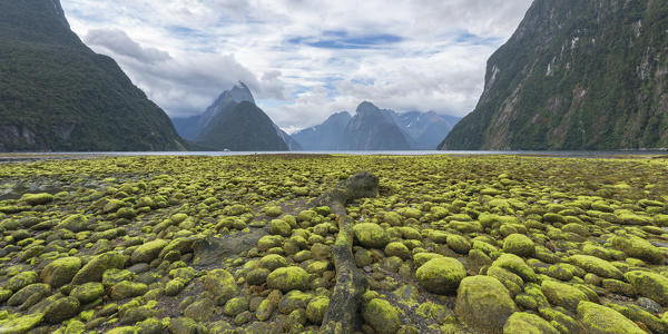 Dead log and green seaweed on the shore with low tide. Milford Sound, Fiordland NP, Southland district, Southland region, South Island, New Zealand.