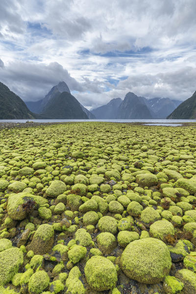 Rocks covered in green seaweed on the shore of Milford Sound with low tide. Fiordland NP, Southland district, Southland region, South Island, New Zealand.