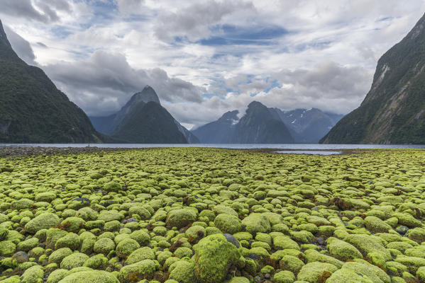 Rocks covered in green seaweed on the shore of Milford Sound with low tide. Fiordland NP, Southland district, Southland region, South Island, New Zealand.