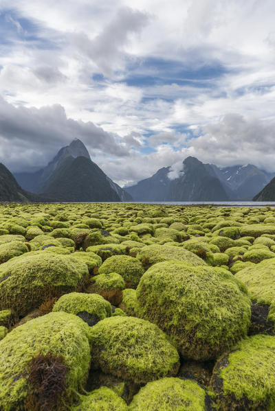 Rocks covered in green seaweed on the shore of Milford Sound with low tide. Fiordland NP, Southland district, Southland region, South Island, New Zealand.