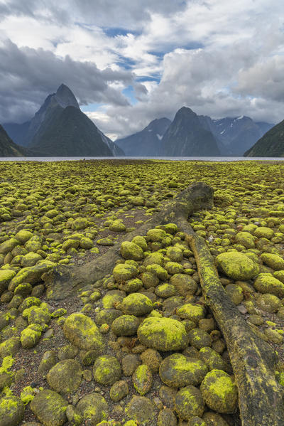 Dead log and green seaweed on the shore with low tide. Milford Sound, Fiordland NP, Southland district, Southland region, South Island, New Zealand.