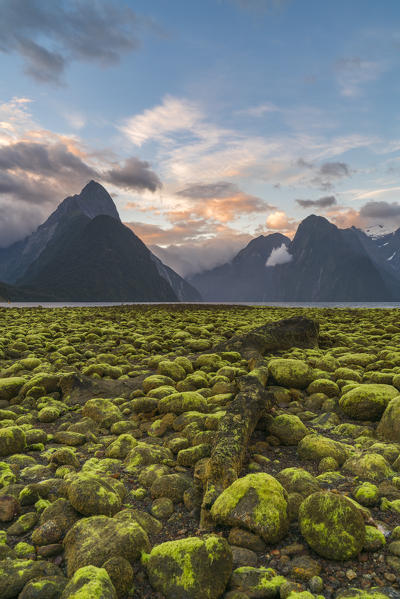 Dead log and green seaweed on the shore with low tide at sunset. Milford Sound, Fiordland NP, Southland district, Southland region, South Island, New Zealand.