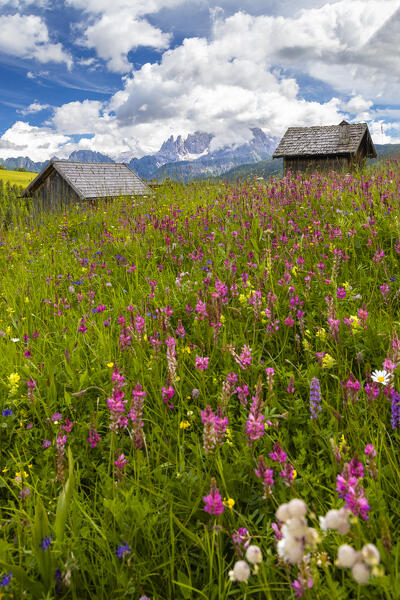 View of the Pale di San Martino Fuciade. San Pellegrino pass, Dolomites, Trento province, Trentino Alto Adige, Italy, Europe.