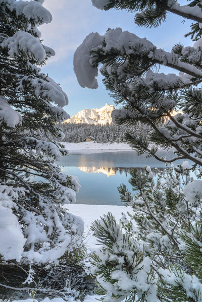 Pine trees covered with snow on the shore of Lake Palù, Malenco Valley, Sondrio province, Valtellina, Lombardy, Italy