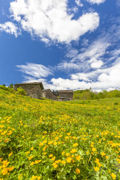 Stone huts in fields of wild flowers, Gualdera, Campodolcino, Spluga Valley, Sondrio province, Valtellina, Lombardy, Italy