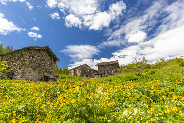 Stone huts in fields of wild flowers, Gualdera, Campodolcino, Spluga Valley, Sondrio province, Valtellina, Lombardy, Italy