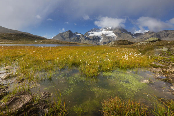 Cotton grass on the shore of the alpine lake, Val Dal Bugliet, Bernina Pass, canton of Graubunden, Engadine, Switzerland
