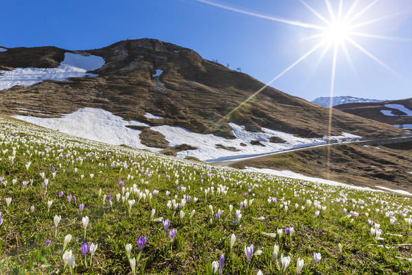 Sunburst on fields of Crocus flowers in bloom, Andossi, Madesimo, Chiavenna Valley, Sondrio, Valtellina, Lombardy, Italy