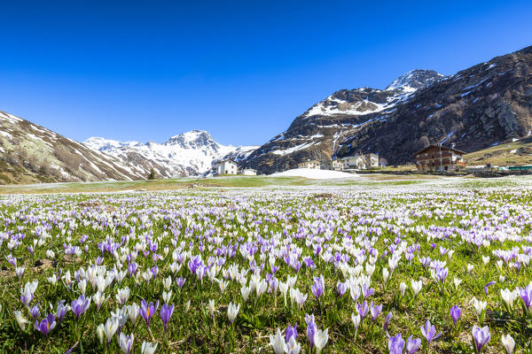 Crocus flowers during the spring bloom, Andossi, Madesimo, Chiavenna Valley, Sondrio province, Valtellina, Lombardy, Italy