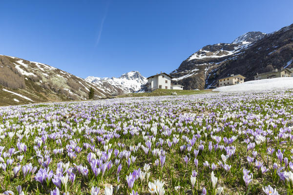 Fields of Crocus flowers in bloom, Andossi, Madesimo, Chiavenna Valley, Sondrio province, Valtellina, Lombardy, Italy