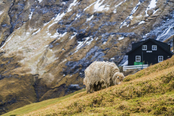 Sheep grazing, Saksun, Streymoy island, Faroe Islands, Denmark