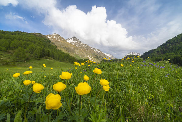 Yellow buttercup flowers during spring bloom, Maloja Pass, Engadin, canton of Graubunden, Switzerland