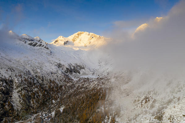 Mist over the snowcapped Monte Disgrazia and larch trees in autumn, aerial view, Preda Rossa, Val Masino, Valtellina, Lombardy, Italy
