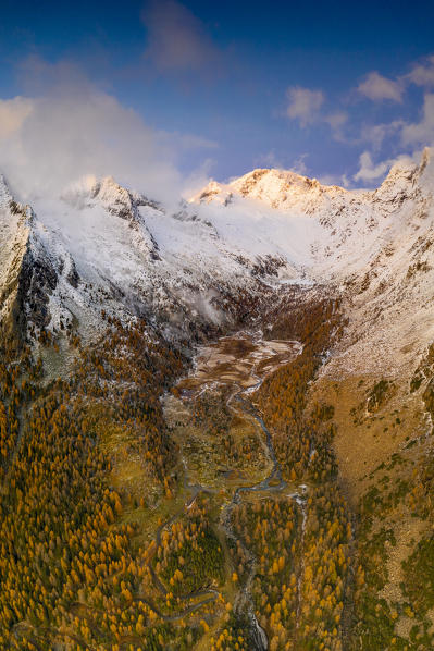 Colorful woods of larch trees at feet of snowy Monte Disgrazia during autumn, aerial view, Preda Rossa, Val Masino, Lombardy, Italy